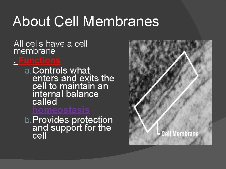About Cell Membranes All cells have a cell membrane. Functions: a. Controls what enters