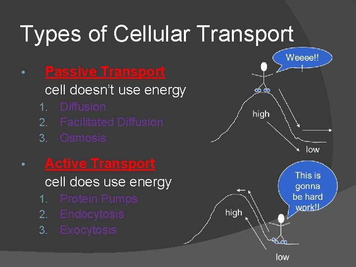 Types of Cellular Transport • Passive Transport cell doesn’t use energy 1. 2. 3.