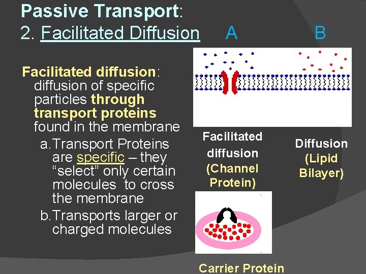 Passive Transport: 2. Facilitated Diffusion Facilitated diffusion: diffusion of specific particles through transport proteins