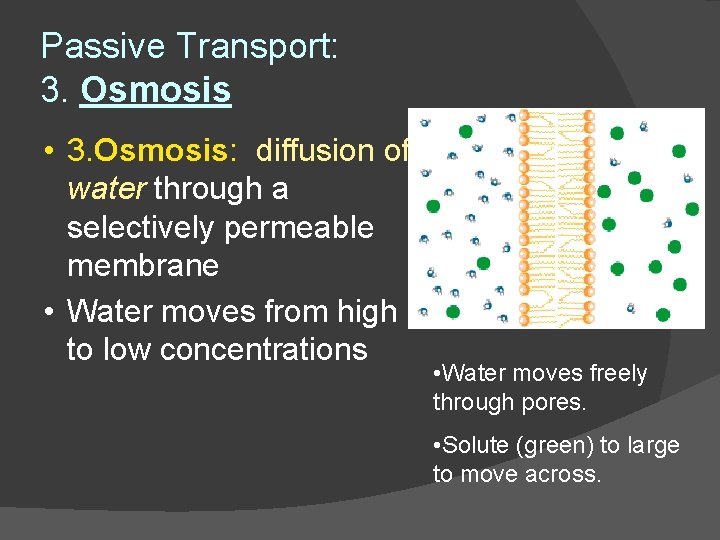 Passive Transport: 3. Osmosis • 3. Osmosis: diffusion of water through a selectively permeable
