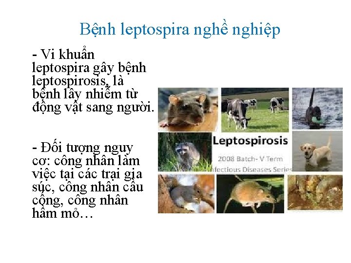 Bệnh leptospira nghề nghiệp - Vi khuẩn leptospira gây bệnh leptospirosis, là bệnh lây