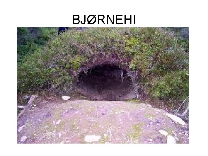 BJØRNEHI 