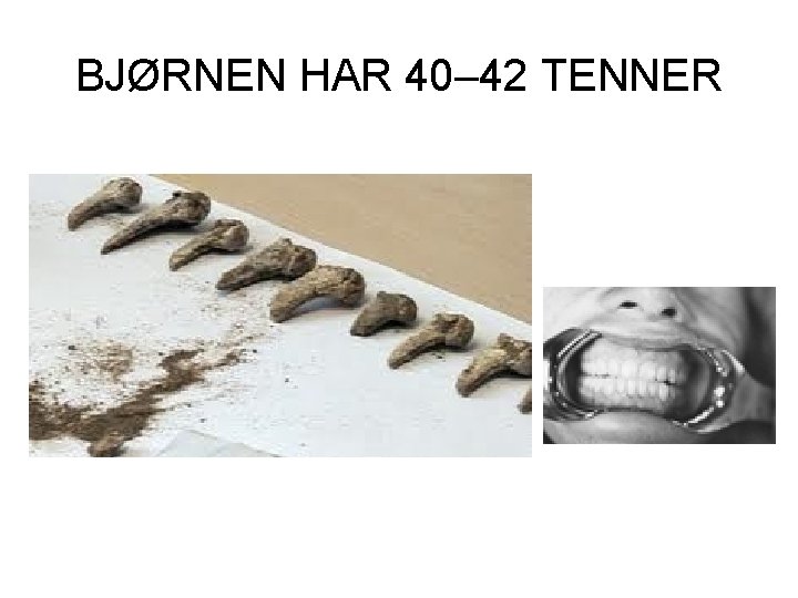 BJØRNEN HAR 40– 42 TENNER 