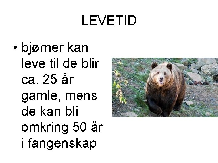 LEVETID • bjørner kan leve til de blir ca. 25 år gamle, mens de