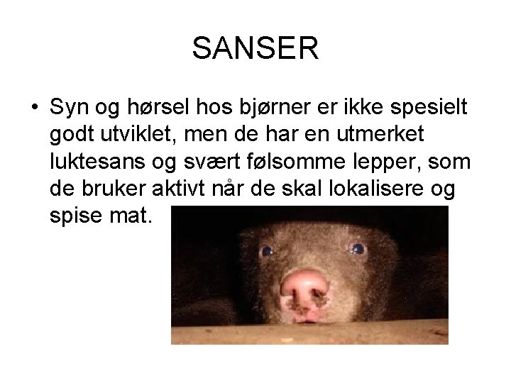 SANSER • Syn og hørsel hos bjørner er ikke spesielt godt utviklet, men de