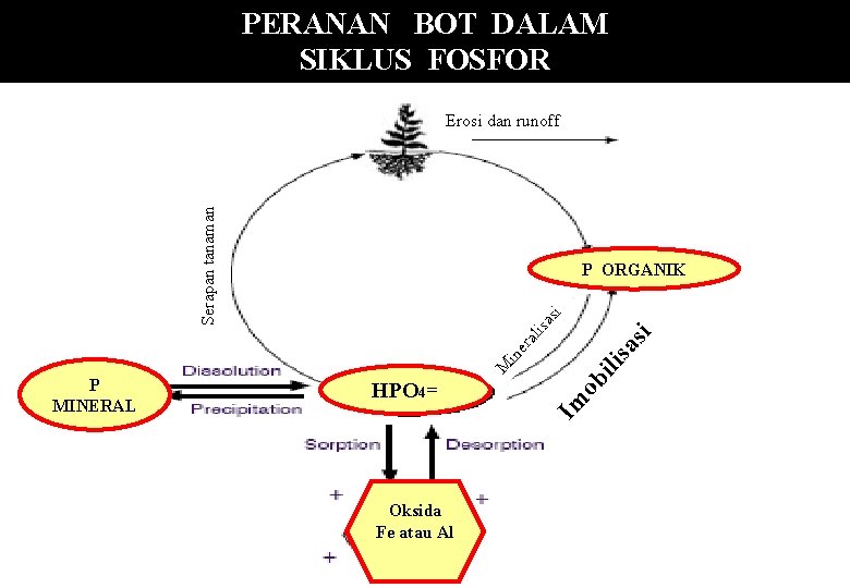 PERANAN BOT DALAM SIKLUS FOSFOR Serapan tanaman Erosi dan runoff HPO 4= Oksida Fe