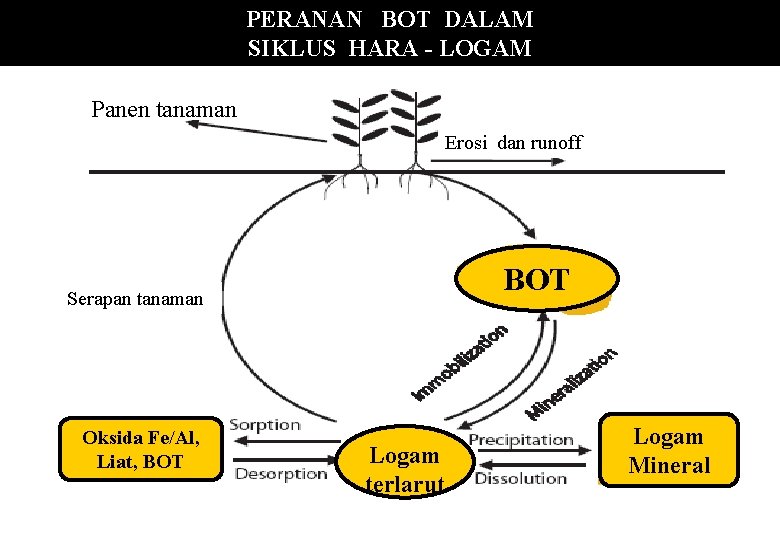 PERANAN BOT DALAM SIKLUS HARA - LOGAM Panen tanaman Erosi dan runoff BOT Serapan