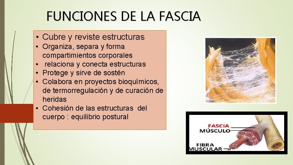 FUNCIONES DE LA FASCIA • Cubre y reviste estructuras • Organiza, separa y forma