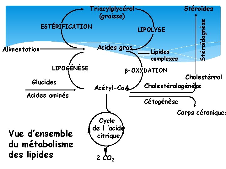 ESTÉRIFICATION LIPOLYSE Acides gras Alimentation LIPOGÉNÈSE Glucides Acides aminés Vue d’ensemble du métabolisme des