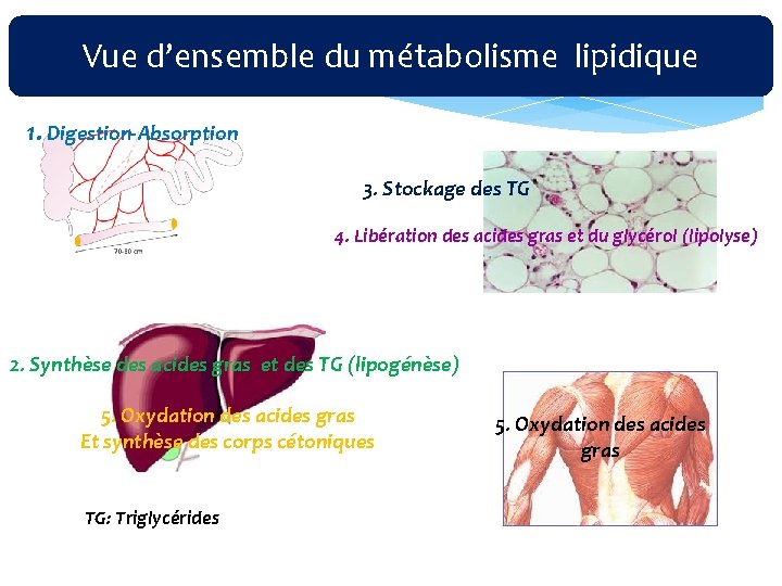 Vue d’ensemble du métabolisme lipidique 1. Digestion‐Absorption 3. Stockage des TG 4. Libération des