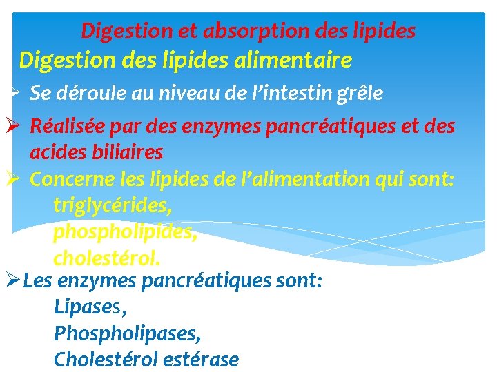 Digestion et absorption des lipides Digestion des lipides alimentaire Ø Se déroule au niveau