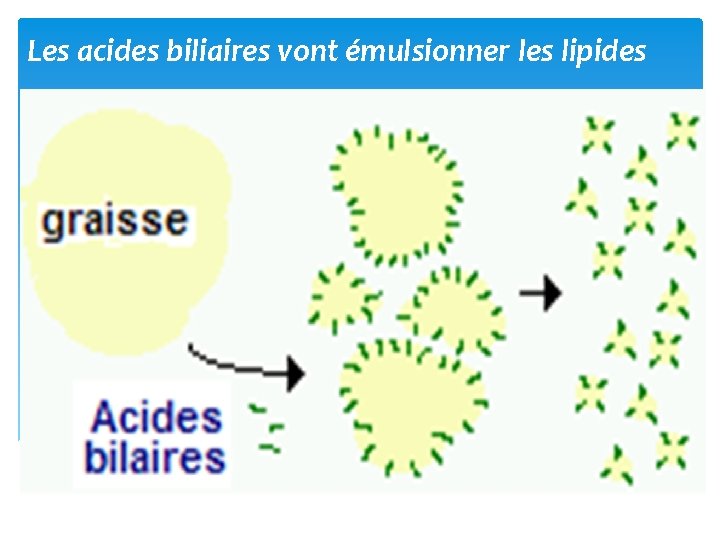 Les acides biliaires vont émulsionner les lipides 