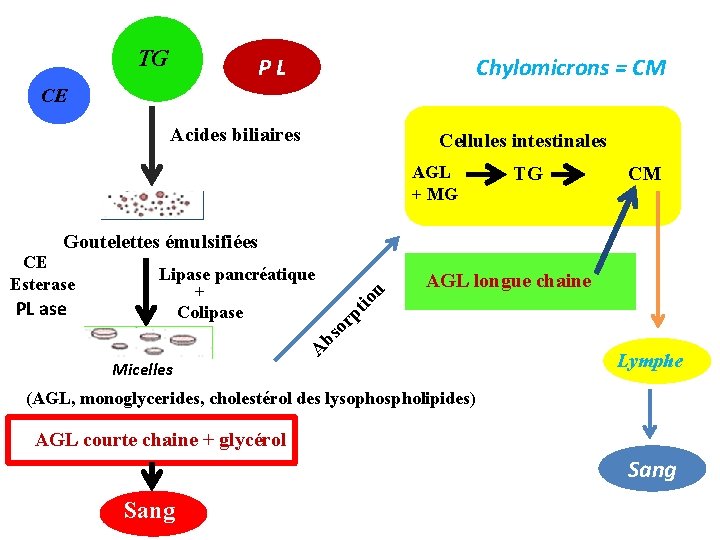 TG PL Chylomicrons = CM CE Acides biliaires Cellules intestinales AGL + MG TG