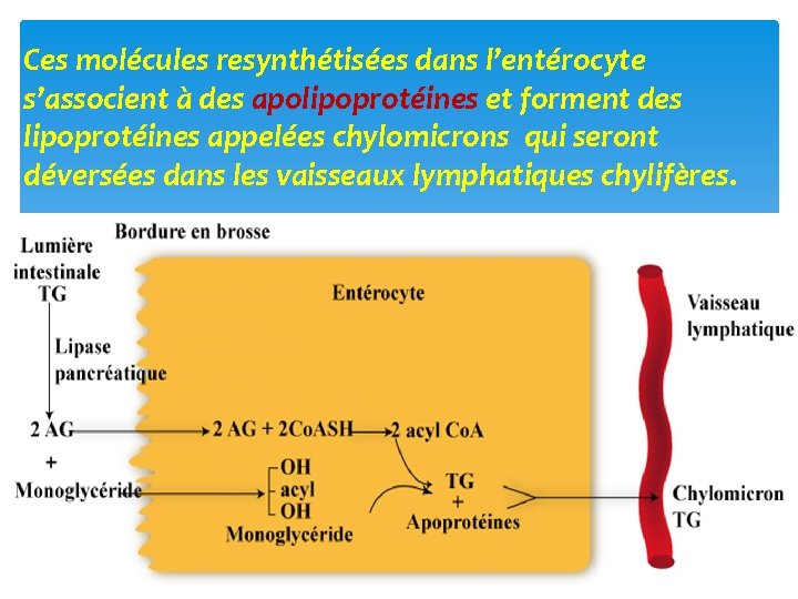 Ces molécules resynthétisées dans l’entérocyte s’associent à des apolipoprotéines et forment des lipoprotéines appelées