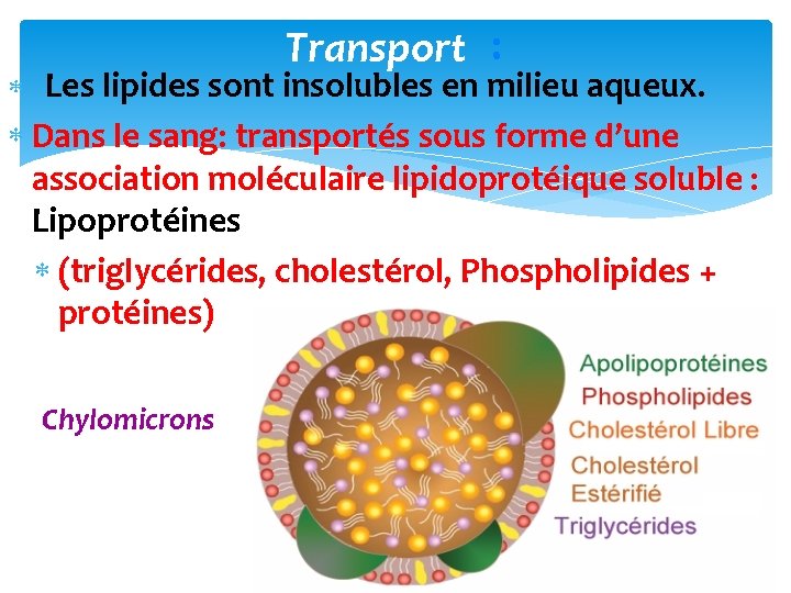 Transport : Les lipides sont insolubles en milieu aqueux. Dans le sang: transportés sous