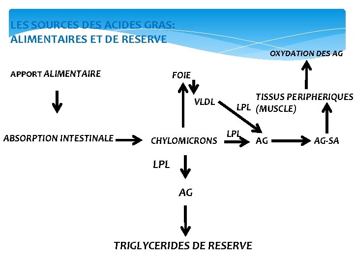 LES SOURCES DES ACIDES GRAS: ALIMENTAIRES ET DE RESERVE OXYDATION DES AG APPORT ALIMENTAIRE