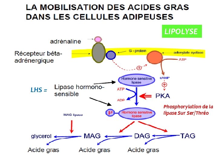 LIPOLYSE LHS = Phosphorylation de la lipase Sur Ser/Thréo 