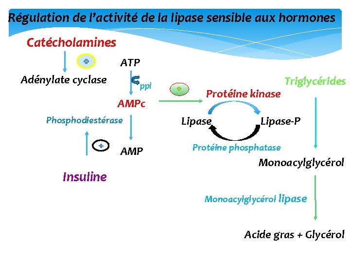 Régulation de l’activité de la lipase sensible aux hormones Catécholamines ATP + Adénylate cyclase