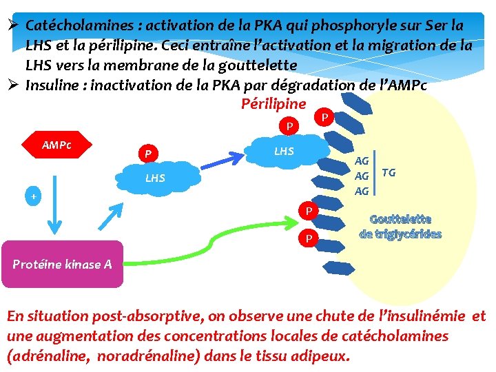 Ø Catécholamines : activation de la PKA qui phosphoryle sur Ser la LHS et