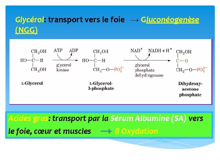 Glycérol: transport vers le foie → Gluconéogenèse (NGG) Acides gras: transport par la Sérum