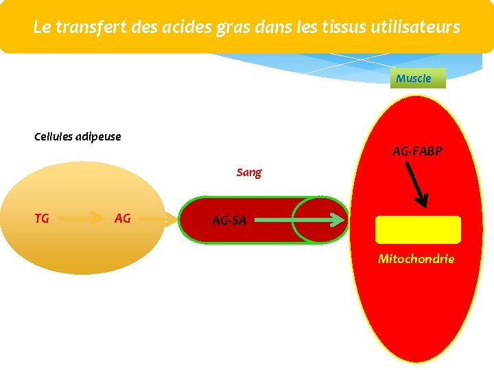Le transfert des acides gras dans les tissus utilisateurs Muscle Cellules adipeuse AG‐FABP Sang