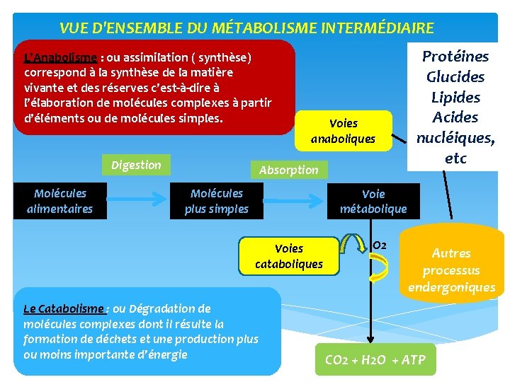 VUE D'ENSEMBLE DU MÉTABOLISME INTERMÉDIAIRE L’Anabolisme : ou assimilation ( synthèse) correspond à la