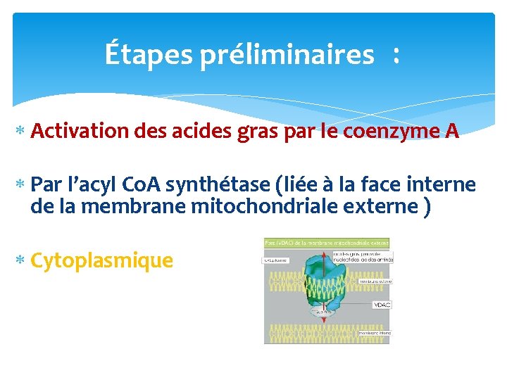 Étapes préliminaires : Activation des acides gras par le coenzyme A Par l’acyl Co.