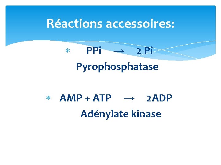 Réactions accessoires: PPi → 2 Pi Pyrophosphatase AMP + ATP → 2 ADP Adénylate