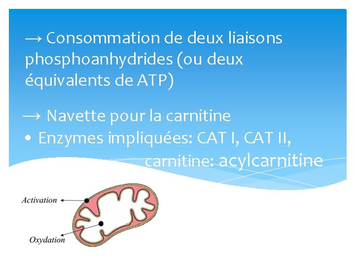 → Consommation de deux liaisons phosphoanhydrides (ou deux équivalents de ATP) → Navette pour