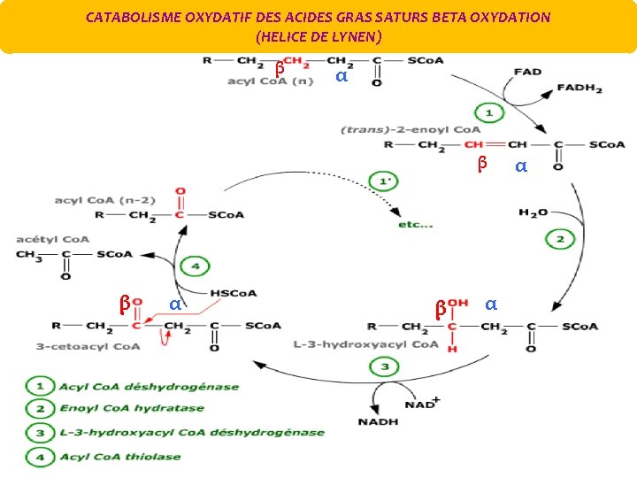 CATABOLISME OXYDATIF DES ACIDES GRAS SATURS BETA OXYDATION (HELICE DE LYNEN) β α β