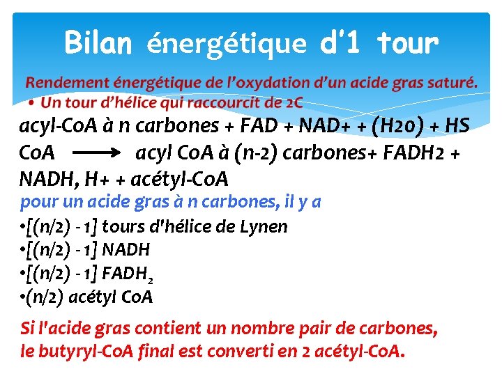 Bilan énergétique d’ 1 tour acyl‐Co. A à n carbones + FAD + NAD+