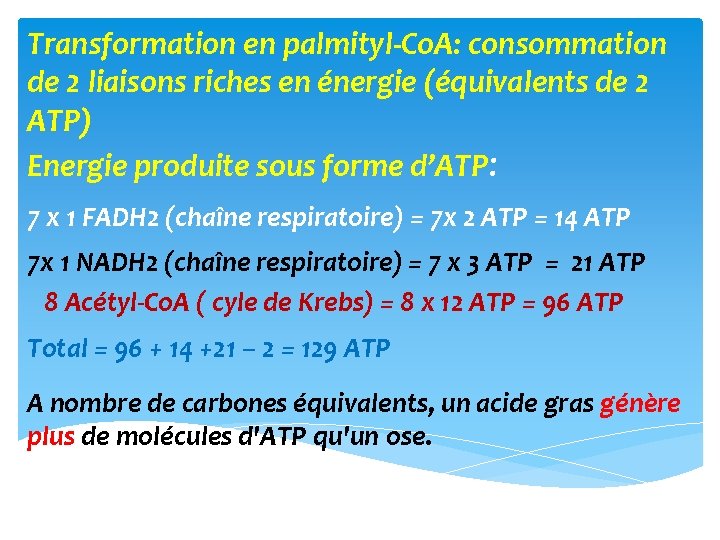 Transformation en palmityl‐Co. A: consommation de 2 liaisons riches en énergie (équivalents de 2