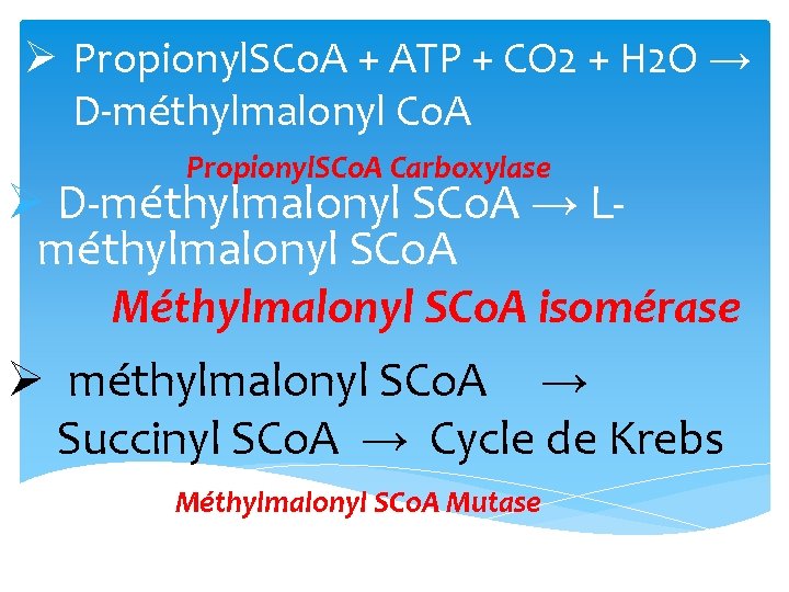 Ø Propionyl. SCo. A + ATP + CO 2 + H 2 O →