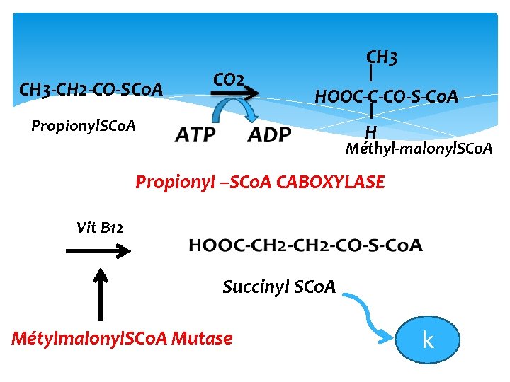 CH 3‐CH 2‐CO‐SCo. A CO 2 CH 3 HOOC‐C‐CO‐S‐Co. A Propionyl. SCo. A H