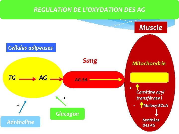 REGULATION DE L’OXYDATION DES AG Muscle Cellules adipeuses Sang AG TG Mitochondrie AG‐SA +