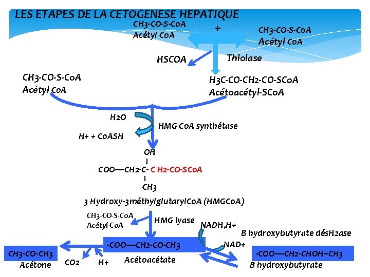 LES ETAPES DE LA CETOGENESE HEPATIQUE CH 3‐CO‐S‐Co. A + Acétyl Co. A HSCOA
