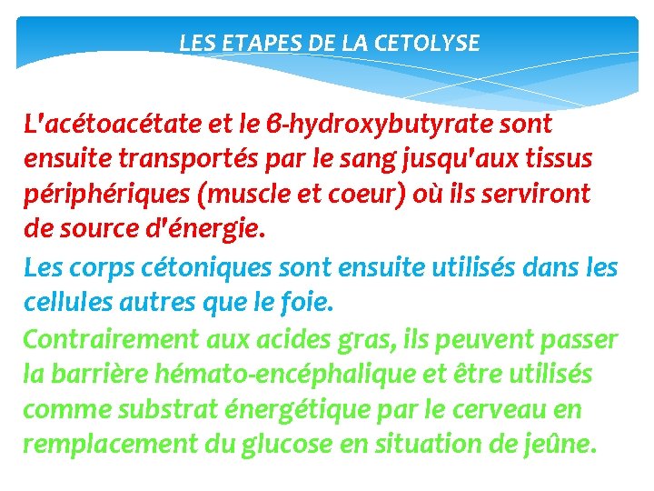 LES ETAPES DE LA CETOLYSE L'acétoacétate et le β‐hydroxybutyrate sont ensuite transportés par le