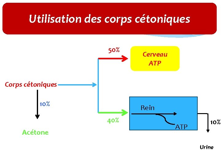 Utilisation des corps cétoniques 50% Cerveau ATP Corps cétoniques 10% Rein 40% Acétone ATP