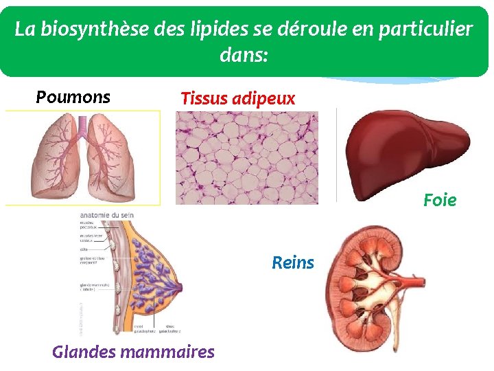 La biosynthèse des lipides se déroule en particulier dans: Poumons Tissus adipeux Foie Reins