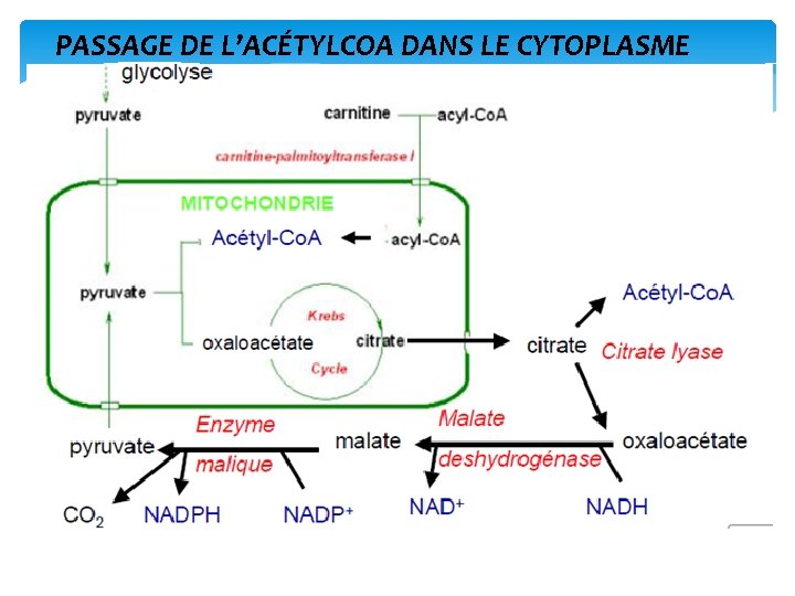 PASSAGE DE L’ACÉTYLCOA DANS LE CYTOPLASME 