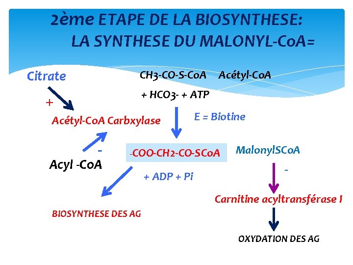 2ème ETAPE DE LA BIOSYNTHESE: LA SYNTHESE DU MALONYL‐Co. A= Citrate CH 3‐CO‐S‐Co. A