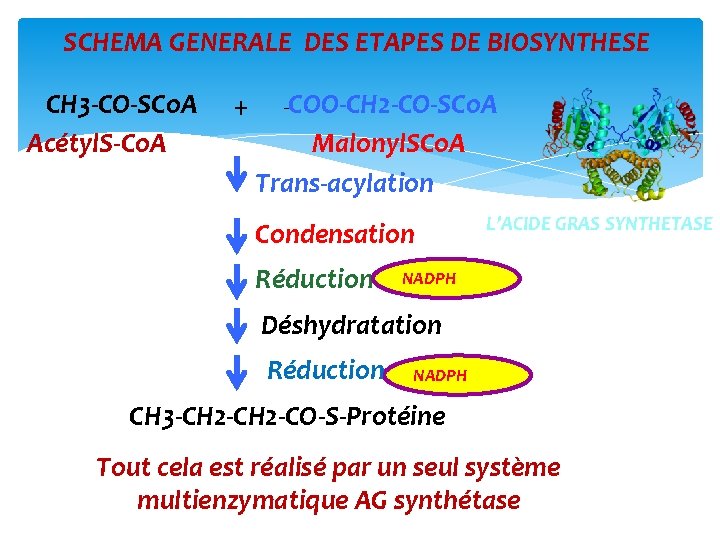 SCHEMA GENERALE DES ETAPES DE BIOSYNTHESE CH 3‐CO‐SCo. A Acétyl. S‐Co. A + -COO‐CH