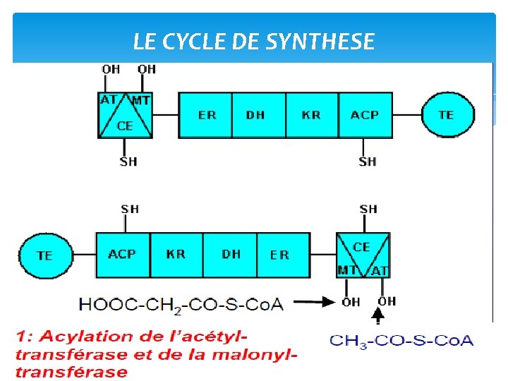 LE CYCLE DE SYNTHESE 
