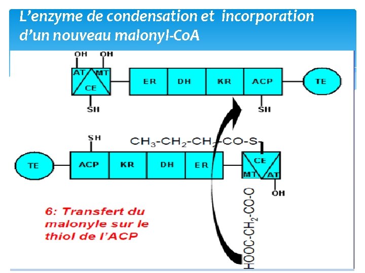 L’enzyme de condensation et incorporation d’un nouveau malonyl‐Co. A 