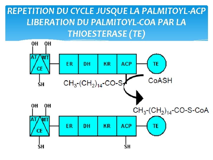 REPETITION DU CYCLE JUSQUE LA PALMITOYL‐ACP LIBERATION DU PALMITOYL‐COA PAR LA THIOESTERASE (TE) 