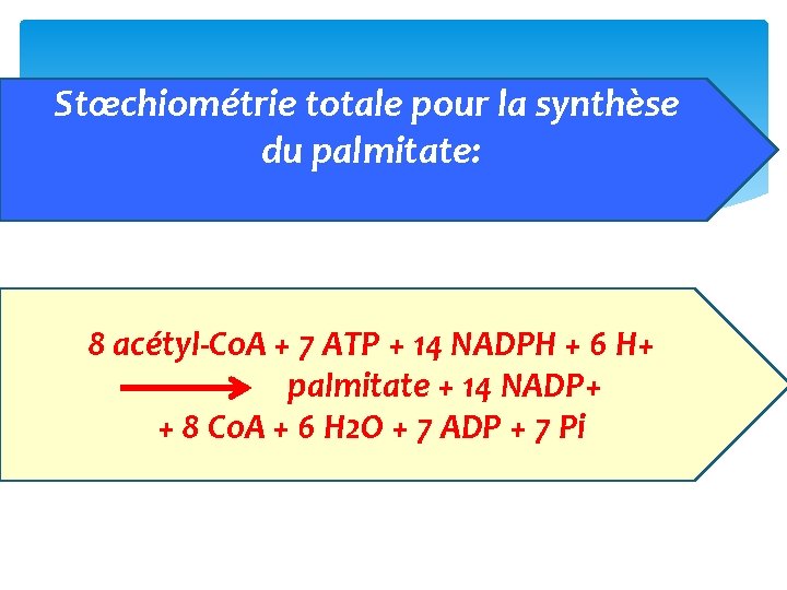 Stœchiométrie totale pour la synthèse du palmitate: 8 acétyl‐Co. A + 7 ATP +