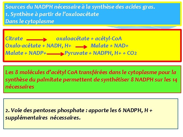 Sources du NADPH nécessaire à la synthèse des acides gras. 1. Synthèse à partir