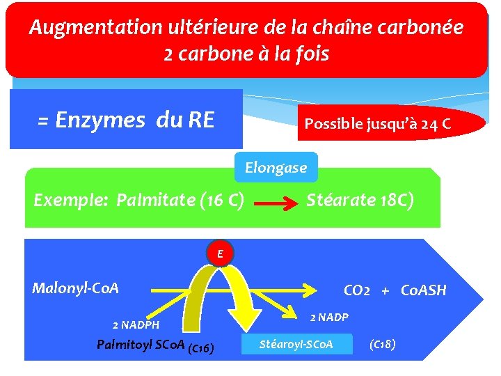 Augmentation ultérieure de la chaîne carbonée 2 carbone à la fois = Enzymes du