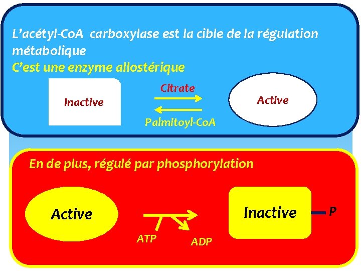 L’acétyl‐Co. A carboxylase est la cible de la régulation métabolique C’est une enzyme allostérique