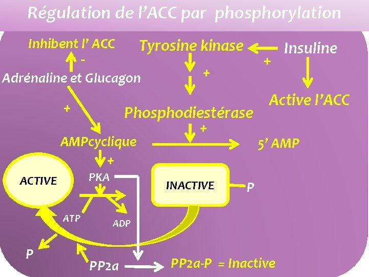 Régulation de l’ACC par phosphorylation Inhibent l’ ACC Tyrosine kinase ‐ Adrénaline et Glucagon